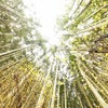 春蛍の森と滝の画像