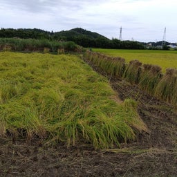 画像 米作りなんかやっちゃくねぇ の記事より