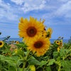はるかのひまわり プロジェクト！の画像