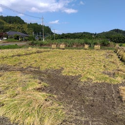 画像 稲刈り の記事より