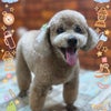 トリミング♡モコくんの画像
