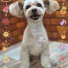 トリミング♡ハイジちゃんの画像