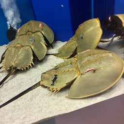 画像 2026お盆④笠岡ベイファーム＆カブトガニ博物館 の記事より 9つ目