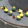 五嶋龍さんの画像