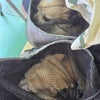 「シニア犬の旅？」の画像