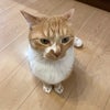 今日の雲丹とホッケ⭐︎の画像