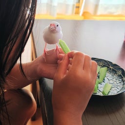 画像 夏のノートと最近のおもち の記事より 3つ目