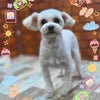 トリミング♡ふわちゃんの画像