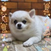 トリミング♡りとくんの画像