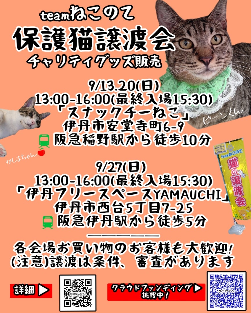 9/20スナックチーねこ譲渡会は終了しました | teamねこのて活動日記