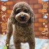 トリミング♡福くんの画像
