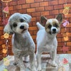 トリミング♡ぷぅーたくん、トムくんの画像