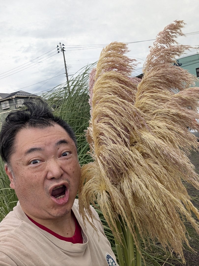 カラフルなパンパスグラスを作るために最後の収穫！ | 農業系barber