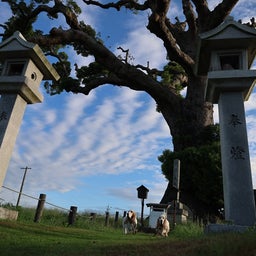 画像 大楠と富双緑地 の記事より 6つ目