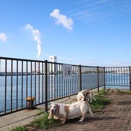画像 大楠  と富双緑地 の記事より 18つ目