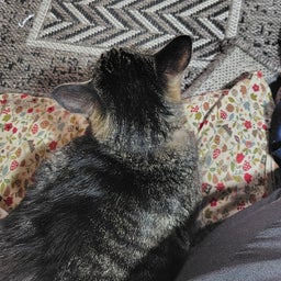 愛猫チョコ、診察前のリラックスした様子