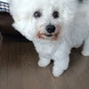 今日のはなちゃん2671、モモちゃん2623の画像
