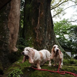 画像 国津神社の大ケヤキ の記事より 7つ目