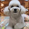トリミング♡いちたろうくんの画像