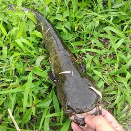 画像 サボりすぎ纏めて投稿 の記事より 4つ目