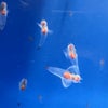 しながわ水族館で魚を眺め、お寿司を食べに行く。の画像