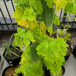 画像 ゴーヤ収穫 ボリジ開花 の記事より 1つ目