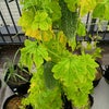 ゴーヤ収穫 ボリジ開花の画像