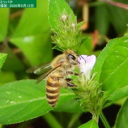 画像 キツネノマゴの花々に集まる蝶、蛾、ハチたち の記事より 13つ目