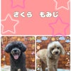 トリミング♡さくらちゃん、もみじくんの画像