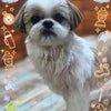 トリミング♡シンバくんの画像