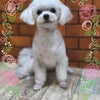 トリミング♡華ちゃんの画像