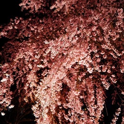 画像 嫁と夜桜散歩♪～諏訪神社、展勝地（北上）～ の記事より 2つ目