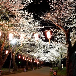 画像 嫁と夜桜散歩♪～諏訪神社、展勝地（北上）～ の記事より 8つ目