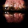 嫁と夜桜散歩♪～諏訪神社、展勝地（北上）～の画像