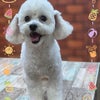 トリミング♡みつばちゃんの画像