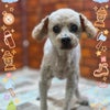 トリミング♡もこくんの画像