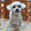 トリミング♡トトくんの画像