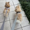 「散歩の時間！」の画像
