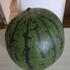 「冷やす・・・」の画像