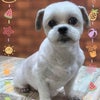 トリミング♡シャックくんの画像