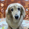 トリミング♡クーくんの画像