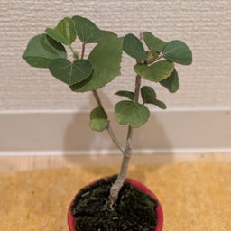 画像 ハマボウ可哀想な姿に の記事より 1つ目