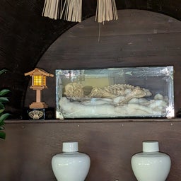 画像 俺ってミーハー♪【河童のミイラの酒蔵に 編】 の記事より 19つ目