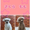 トリミング♡さくらちゃん、ももちゃんの画像