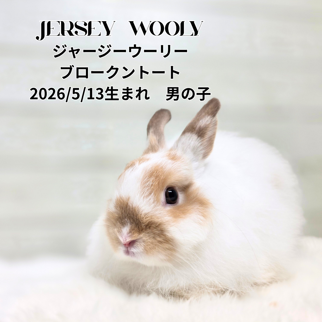 ⭐子うさぎ入店情報⭐ | 札幌のうさぎ専門店“mon Lapin”のブログ