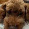 雨に振り回されるシルバーウィークですね(｡•́︿•̀｡)の画像