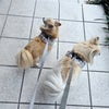 「散歩の時間！」の画像