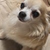 「めんこちゃん♪」の画像