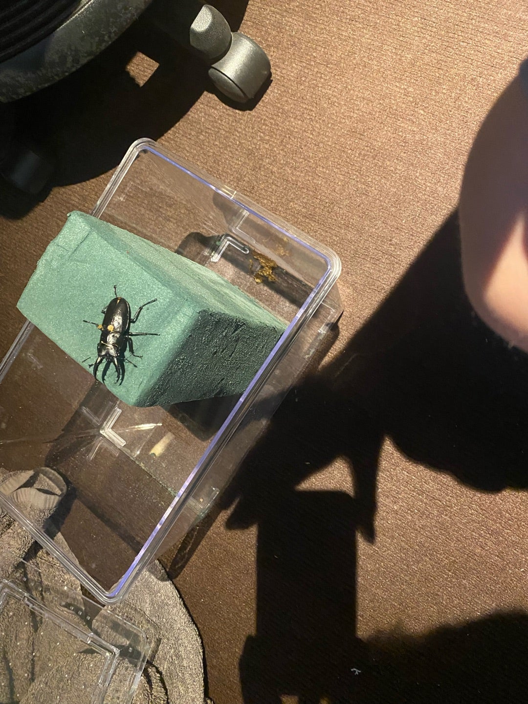 クワガタ　成虫になるの記事画像
