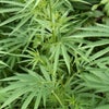 【医療大麻の適応疾患✨】の画像